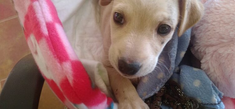 Adoção responsável em Castelo Branco