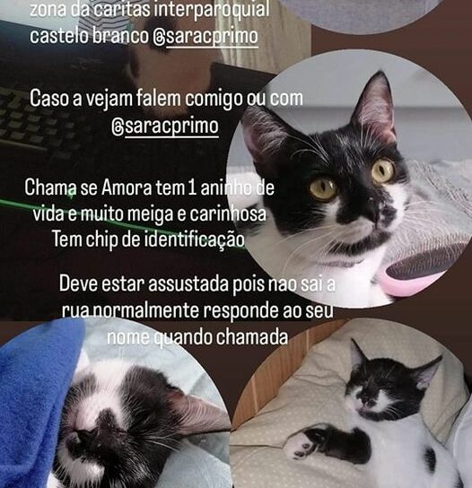 Desaparecida em Castelo Branco