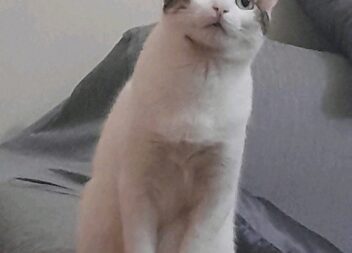 ATUALIZAÇÃO- ENCONTRADA