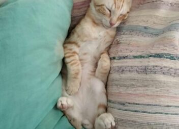 ATUALIZAÇÃO - ENCONTRADO