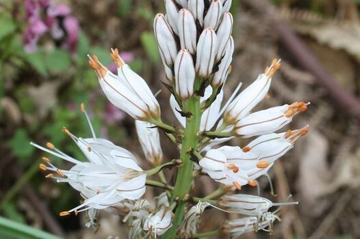 Abrótea da Gardunha está em risco
