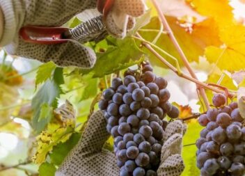 Beira Interior com aumento de produção de vinho com muito boa qualidade