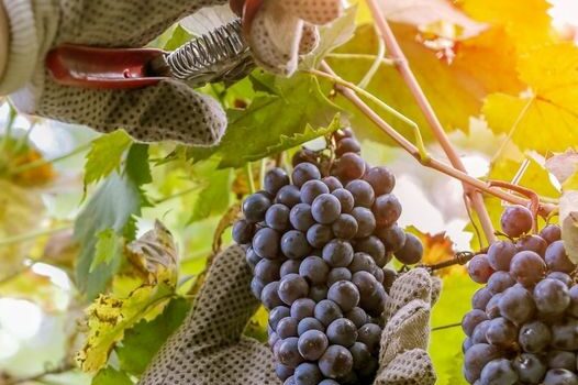 Beira Interior com aumento de produção de vinho com muito boa qualidade