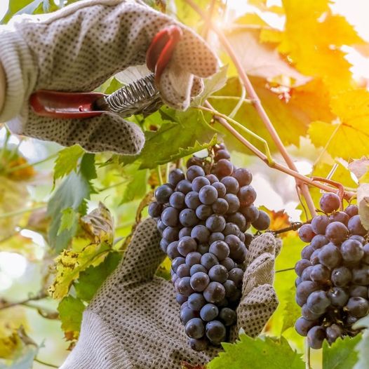 Beira Interior com aumento de produção de vinho com muito boa qualidade