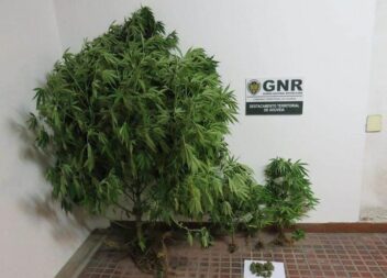 Detido por cultivo de canábis