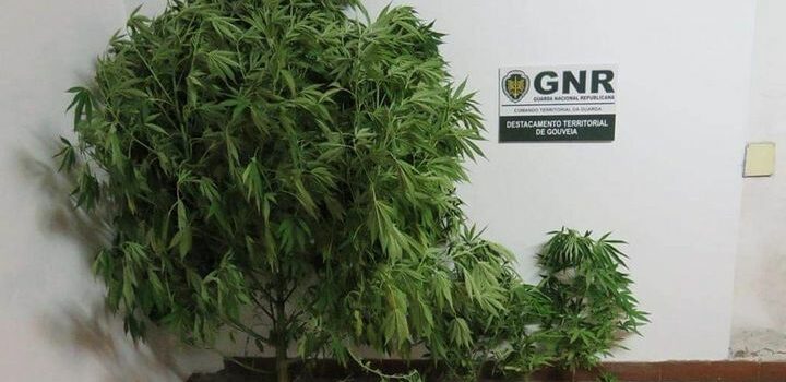 Detido por cultivo de canábis