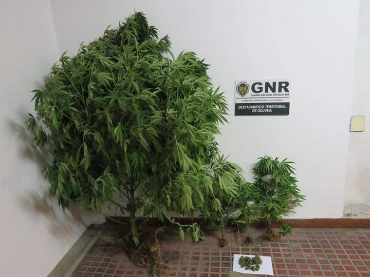 Detido por cultivo de canábis
