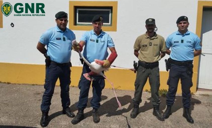 Gavião