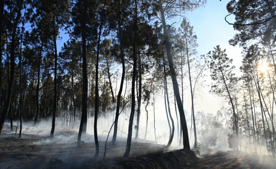 Incêndio que lavra em Castelo Branco e Proença-a-Nova provoca 6 feridos ligeiros