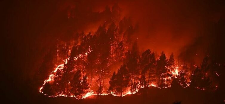 Incêndios de Castelo Branco e Odemira representam mais de metade da área ardida