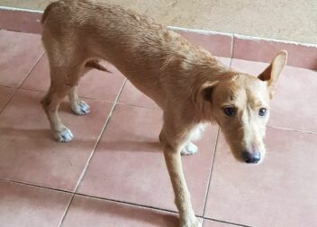 Cadelinha com aproximadamente 8 meses recolhida na EN18 junto ao cruzamento com