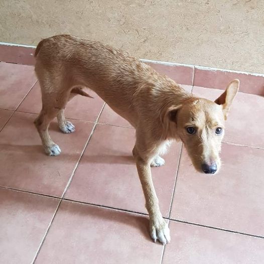 Cadelinha com aproximadamente 8 meses recolhida na EN18 junto ao cruzamento com