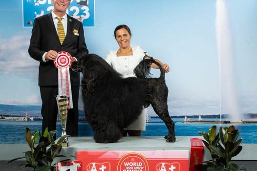 Melhor cão do mundo é português e de Ferreira do Zêzere