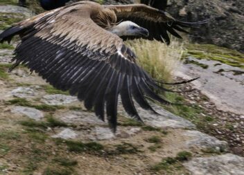 Tejo Internacional tem a maior colónia nidificante de abutre-preto em Portugal