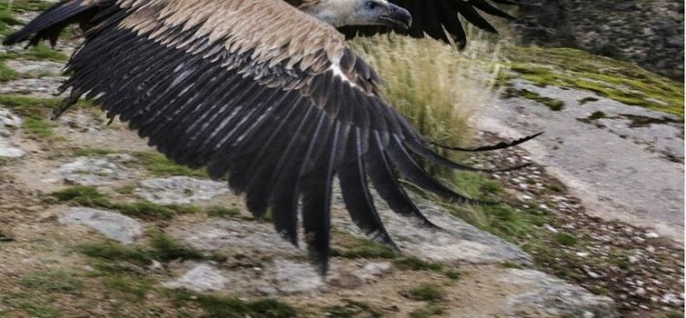 Tejo Internacional tem a maior colónia nidificante de abutre-preto em Portugal
