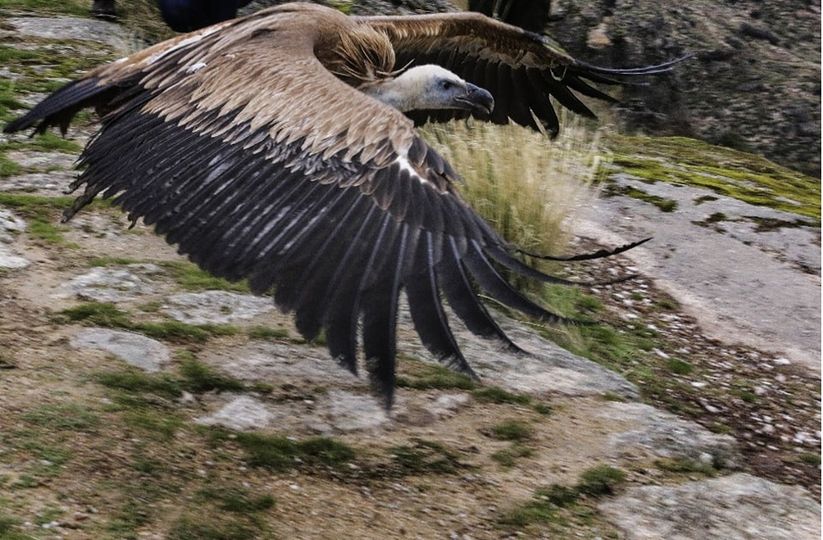 Tejo Internacional tem a maior colónia nidificante de abutre-preto em Portugal