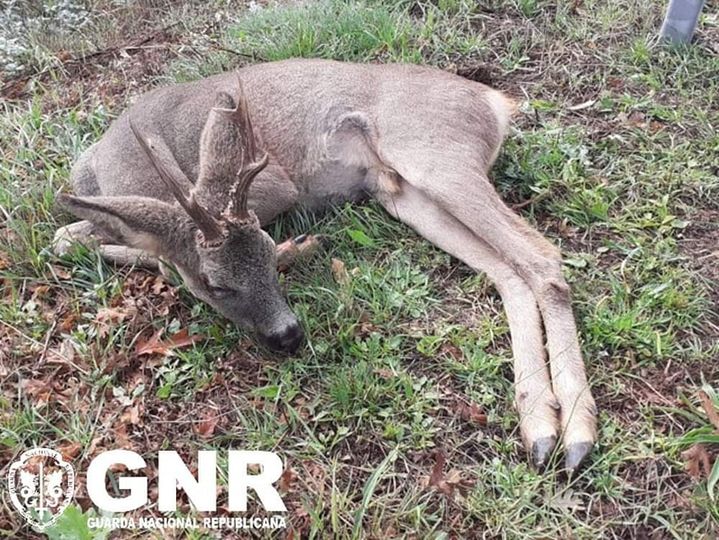 GNR resgata corso ferido no Sabugal
