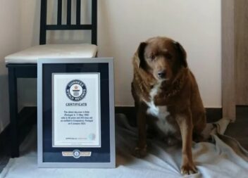 Morreu Bobi