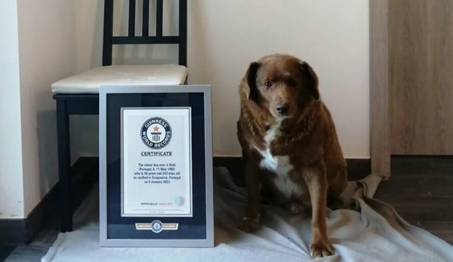 Morreu Bobi