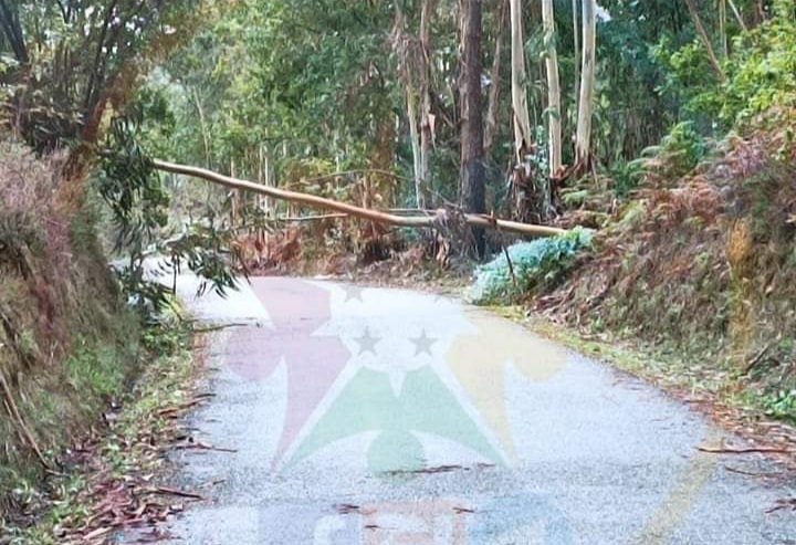 Queda de árvore na Sertã