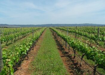 Região vinícola ‘Terras da Beira’ recebe indicação geográfica protegida