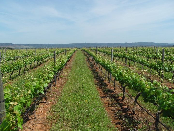 Região vinícola ‘Terras da Beira’ recebe indicação geográfica protegida