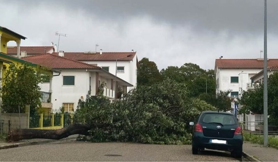 Vento forte provoca queda de árvore em Cernache do Bonjardim