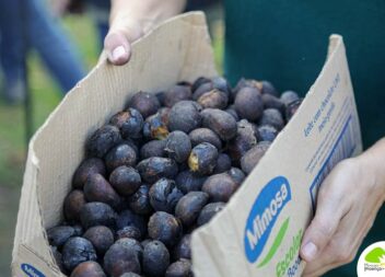 Magusto 2023: Proença-a-Nova e Sobreira Formosa