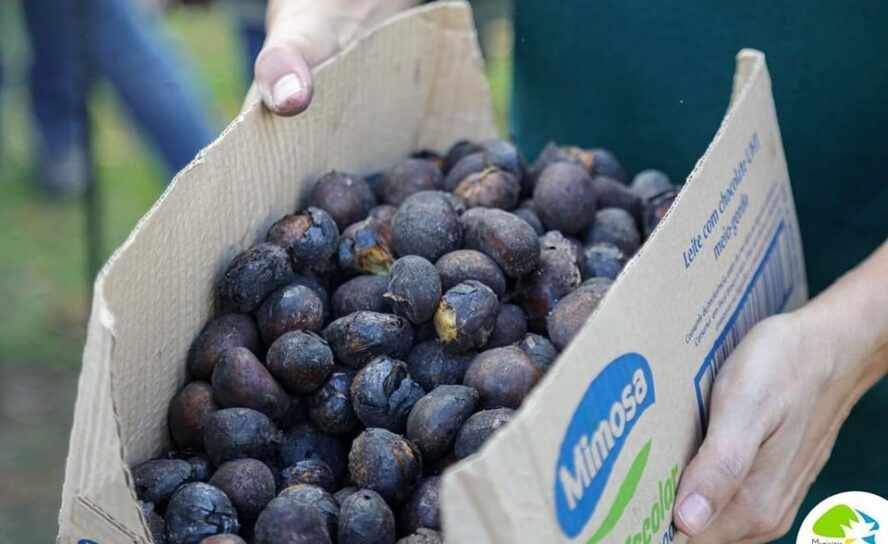 Magusto 2023: Proença-a-Nova e Sobreira Formosa