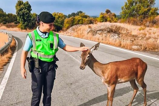 Militar da GNR de Castelo Branco surpreendida por veado em plena via pública
