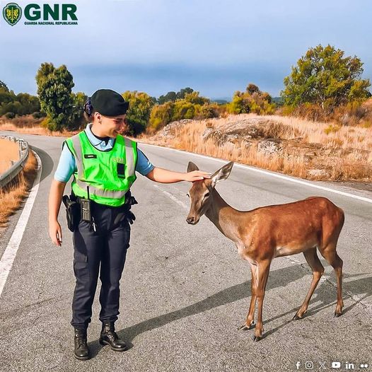 Militar da GNR de Castelo Branco surpreendida por veado em plena via pública