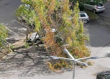 Queda de árvore em Castelo Branco
