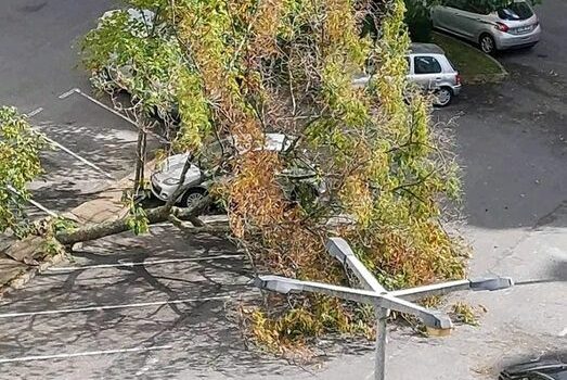 Queda de árvore em Castelo Branco