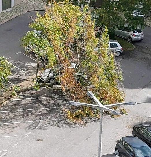 Queda de árvore em Castelo Branco