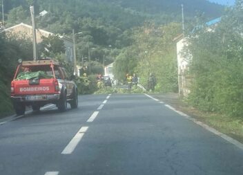 Queda de árvore em Gavião de Ródão
