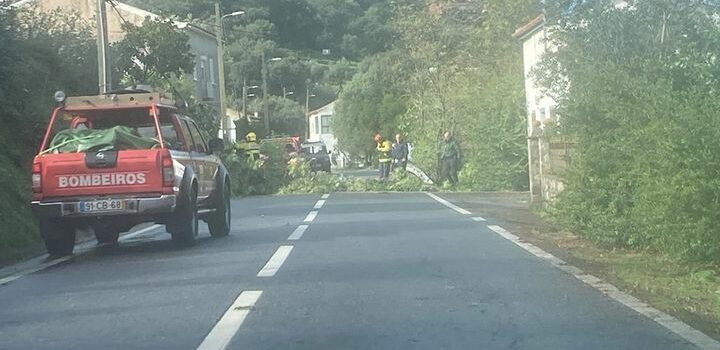 Queda de árvore em Gavião de Ródão