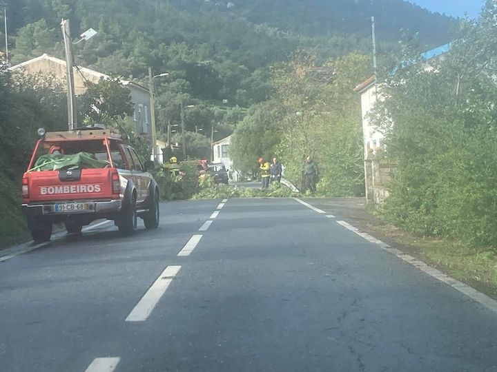 Queda de árvore em Gavião de Ródão