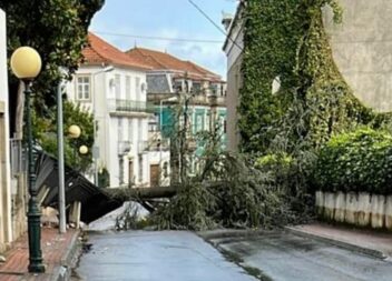Queda de árvore impede circulação no Tortosendo