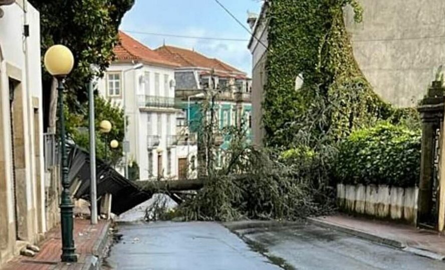 Queda de árvore impede circulação no Tortosendo