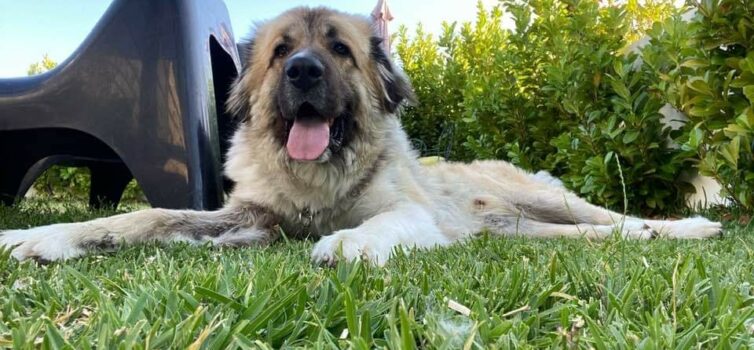 ATUALIZAÇÃO - ENCONTRADO