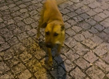 Oleiros