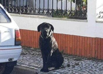 Castelo Branco