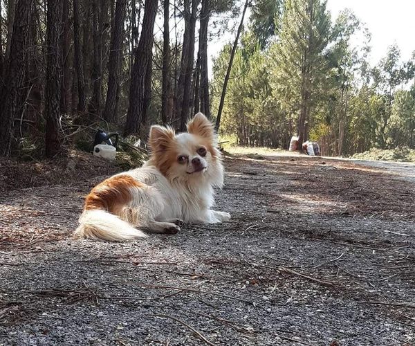 Oleiros
