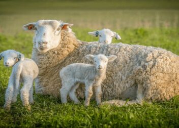 DGAV alerta para a obrigatoriedade de declaração de existência de ovinos e capri