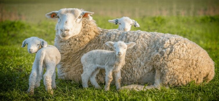 DGAV alerta para a obrigatoriedade de declaração de existência de ovinos e capri