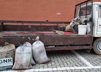 GNR volta a efetuar detenções por furto de azeitona em Campo Maior