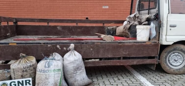 GNR volta a efetuar detenções por furto de azeitona em Campo Maior