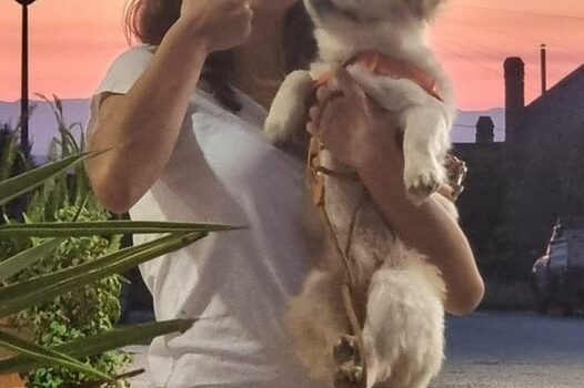 Já apareceu o cão da jovem que morreu na Escola Secundária de Seia