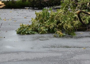 Queda de árvore em Sarnadas de Ródão condiciona trânsito