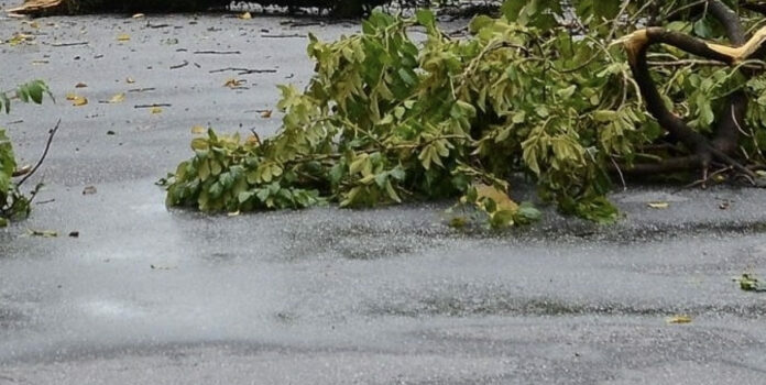 Queda de árvore em Sarnadas de Ródão condiciona trânsito